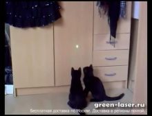 Котята играют с лазерным зайчиком