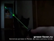Кот играет с лазерным лучем